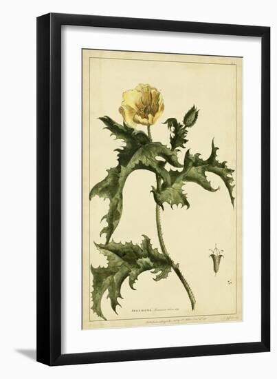 Argemone, Pl. L-Phillip Miller-Framed Art Print