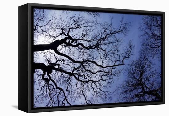 Argentina, Buenos Aires. looking up at the Spring sky in the Bosques de Palermo-Michele Molinari-Framed Premier Image Canvas