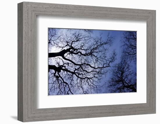 Argentina, Buenos Aires. looking up at the Spring sky in the Bosques de Palermo-Michele Molinari-Framed Photographic Print