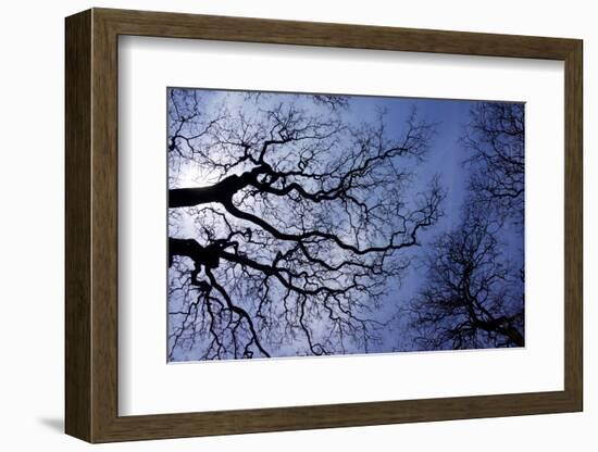 Argentina, Buenos Aires. looking up at the Spring sky in the Bosques de Palermo-Michele Molinari-Framed Photographic Print