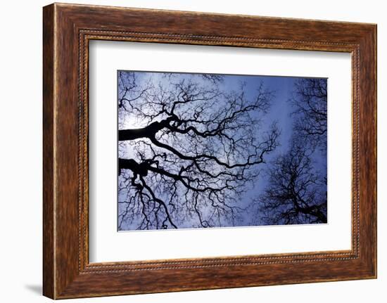 Argentina, Buenos Aires. looking up at the Spring sky in the Bosques de Palermo-Michele Molinari-Framed Photographic Print