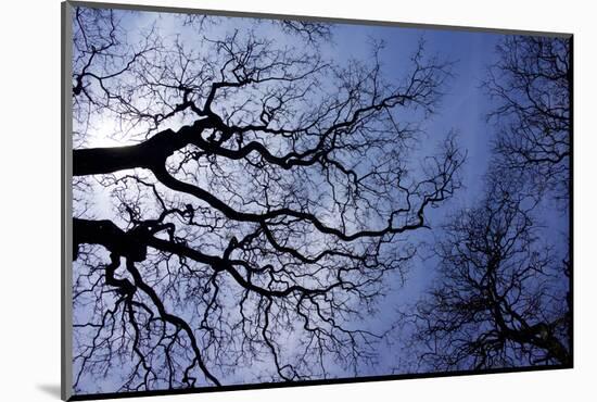 Argentina, Buenos Aires. looking up at the Spring sky in the Bosques de Palermo-Michele Molinari-Mounted Photographic Print