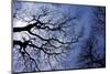 Argentina, Buenos Aires. looking up at the Spring sky in the Bosques de Palermo-Michele Molinari-Mounted Photographic Print