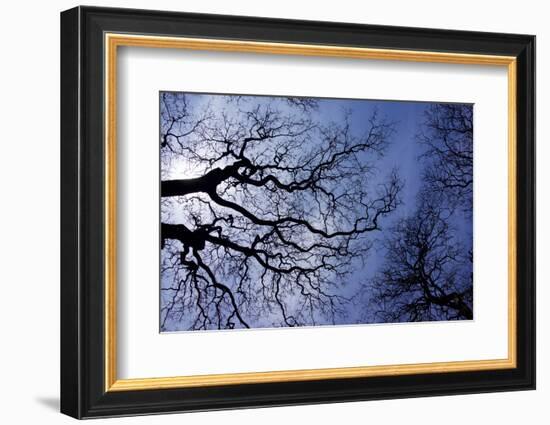 Argentina, Buenos Aires. looking up at the Spring sky in the Bosques de Palermo-Michele Molinari-Framed Photographic Print