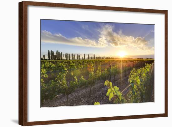 Argentina, Mendoza, Lujan De Cuyo, Malbec Grape Wineries-Michele Falzone-Framed Photographic Print