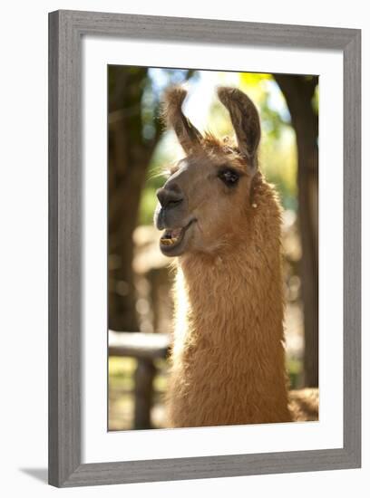 Argentina, Patagonia, Junin De Los Andes, Farm, Llama, Portrait-Chris Seba-Framed Photographic Print