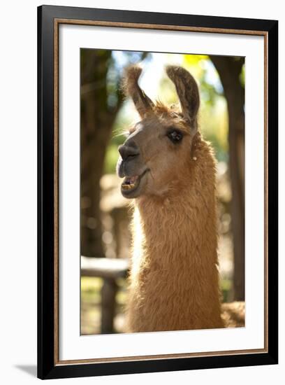 Argentina, Patagonia, Junin De Los Andes, Farm, Llama, Portrait-Chris Seba-Framed Photographic Print