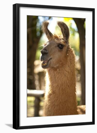 Argentina, Patagonia, Junin De Los Andes, Farm, Llama, Portrait-Chris Seba-Framed Photographic Print