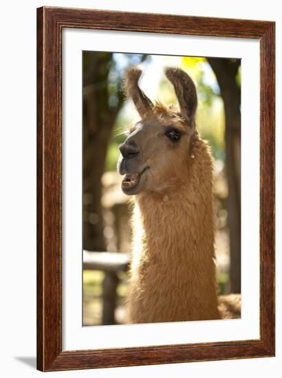 Argentina, Patagonia, Junin De Los Andes, Farm, Llama, Portrait-Chris Seba-Framed Photographic Print