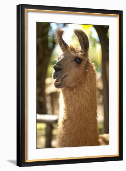 Argentina, Patagonia, Junin De Los Andes, Farm, Llama, Portrait-Chris Seba-Framed Photographic Print