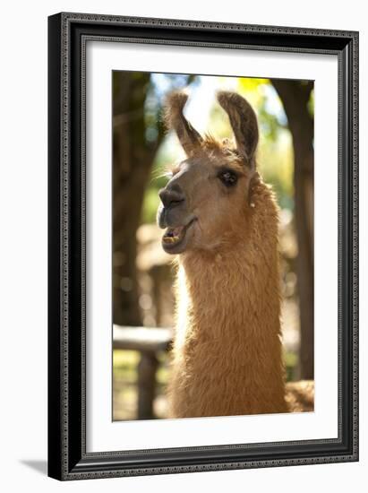 Argentina, Patagonia, Junin De Los Andes, Farm, Llama, Portrait-Chris Seba-Framed Photographic Print