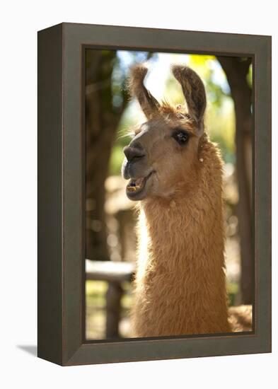 Argentina, Patagonia, Junin De Los Andes, Farm, Llama, Portrait-Chris Seba-Framed Premier Image Canvas