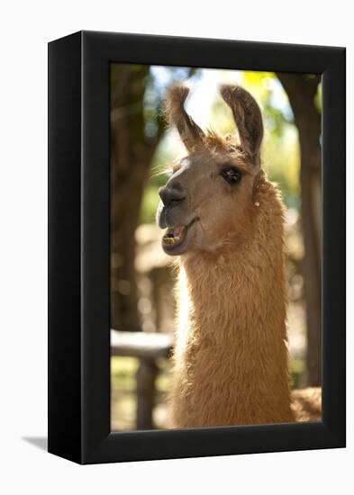 Argentina, Patagonia, Junin De Los Andes, Farm, Llama, Portrait-Chris Seba-Framed Premier Image Canvas