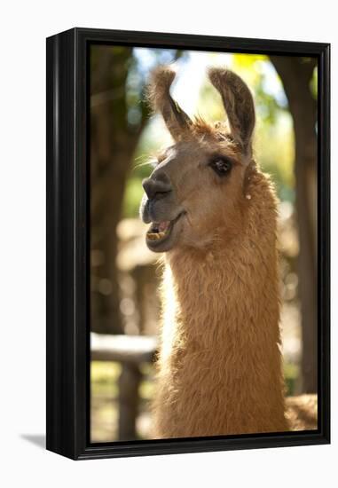 Argentina, Patagonia, Junin De Los Andes, Farm, Llama, Portrait-Chris Seba-Framed Premier Image Canvas