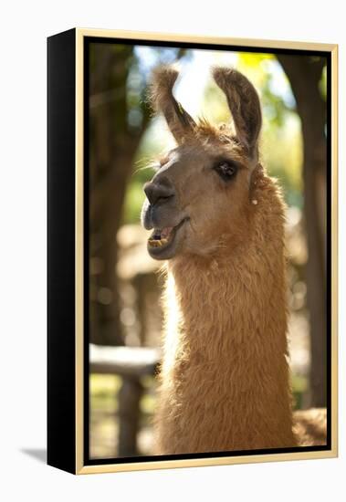 Argentina, Patagonia, Junin De Los Andes, Farm, Llama, Portrait-Chris Seba-Framed Premier Image Canvas