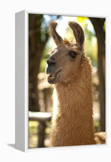 Argentina, Patagonia, Junin De Los Andes, Farm, Llama, Portrait-Chris Seba-Framed Premier Image Canvas