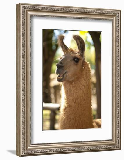 Argentina, Patagonia, Junin De Los Andes, Farm, Llama, Portrait-Chris Seba-Framed Photographic Print