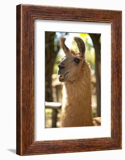 Argentina, Patagonia, Junin De Los Andes, Farm, Llama, Portrait-Chris Seba-Framed Photographic Print