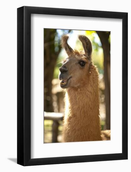 Argentina, Patagonia, Junin De Los Andes, Farm, Llama, Portrait-Chris Seba-Framed Photographic Print