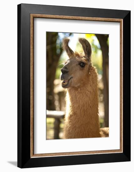 Argentina, Patagonia, Junin De Los Andes, Farm, Llama, Portrait-Chris Seba-Framed Photographic Print