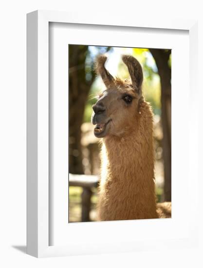 Argentina, Patagonia, Junin De Los Andes, Farm, Llama, Portrait-Chris Seba-Framed Photographic Print