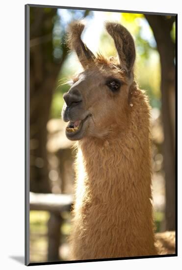 Argentina, Patagonia, Junin De Los Andes, Farm, Llama, Portrait-Chris Seba-Mounted Photographic Print