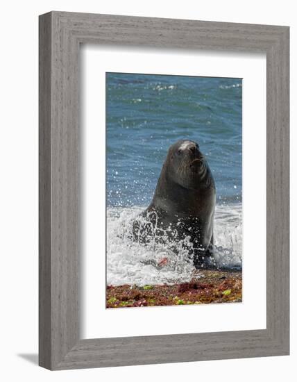 Argentina, Patagonia. Juvenile male South American sea lion at Peninsula Valdez, Unesco Site-Howie Garber-Framed Photographic Print