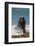 Argentina, Patagonia. Juvenile male South American sea lion at Peninsula Valdez, Unesco Site-Howie Garber-Framed Photographic Print