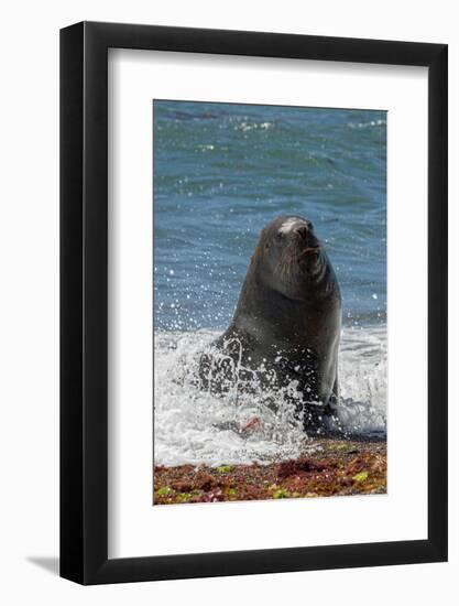 Argentina, Patagonia. Juvenile male South American sea lion at Peninsula Valdez, Unesco Site-Howie Garber-Framed Photographic Print