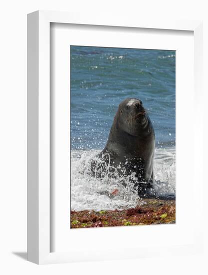 Argentina, Patagonia. Juvenile male South American sea lion at Peninsula Valdez, Unesco Site-Howie Garber-Framed Photographic Print