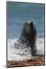 Argentina, Patagonia. Juvenile male South American sea lion at Peninsula Valdez, Unesco Site-Howie Garber-Mounted Photographic Print