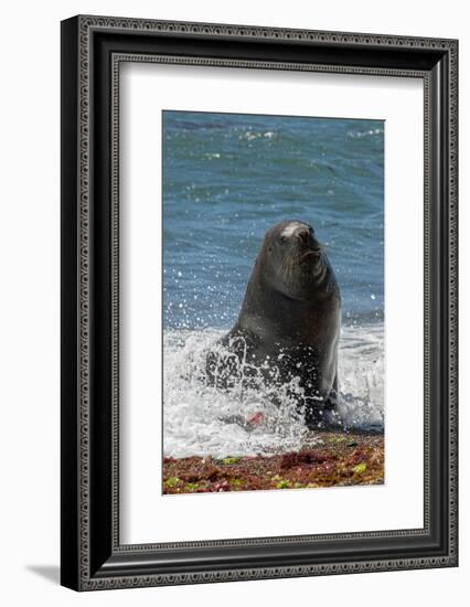 Argentina, Patagonia. Juvenile male South American sea lion at Peninsula Valdez, Unesco Site-Howie Garber-Framed Photographic Print