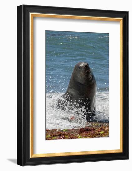 Argentina, Patagonia. Juvenile male South American sea lion at Peninsula Valdez, Unesco Site-Howie Garber-Framed Photographic Print