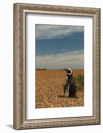 Argentina, Patagonia. Magellanic penguin at Peninsula Valdez.-Howie Garber-Framed Photographic Print