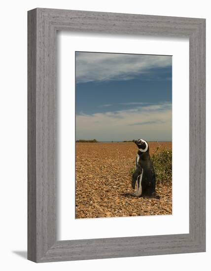 Argentina, Patagonia. Magellanic penguin at Peninsula Valdez.-Howie Garber-Framed Photographic Print