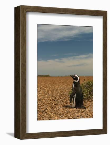 Argentina, Patagonia. Magellanic penguin at Peninsula Valdez.-Howie Garber-Framed Photographic Print