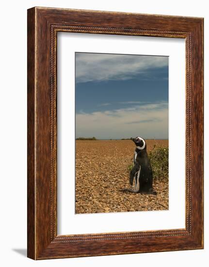 Argentina, Patagonia. Magellanic penguin at Peninsula Valdez.-Howie Garber-Framed Photographic Print