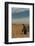 Argentina, Patagonia. Magellanic penguin at Peninsula Valdez.-Howie Garber-Framed Photographic Print