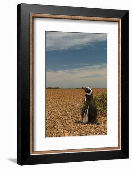 Argentina, Patagonia. Magellanic penguin at Peninsula Valdez.-Howie Garber-Framed Photographic Print