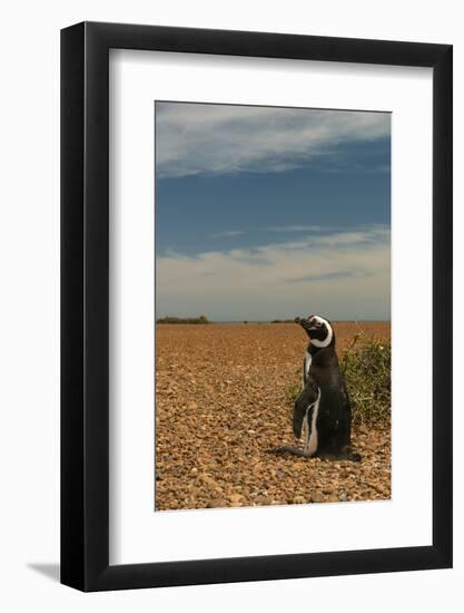 Argentina, Patagonia. Magellanic penguin at Peninsula Valdez.-Howie Garber-Framed Photographic Print