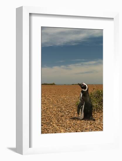 Argentina, Patagonia. Magellanic penguin at Peninsula Valdez.-Howie Garber-Framed Photographic Print