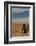 Argentina, Patagonia. Magellanic penguin at Peninsula Valdez.-Howie Garber-Framed Photographic Print