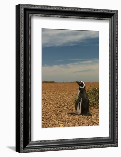 Argentina, Patagonia. Magellanic penguin at Peninsula Valdez.-Howie Garber-Framed Photographic Print