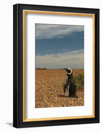 Argentina, Patagonia. Magellanic penguin at Peninsula Valdez.-Howie Garber-Framed Photographic Print