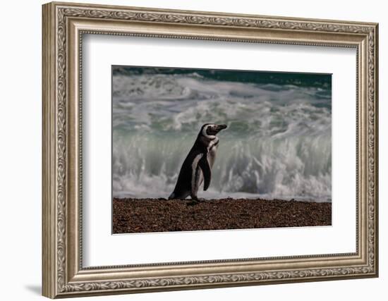 Argentina, Patagonia. Magellanic penguin walks the beach at Peninsula Valdez.-Howie Garber-Framed Photographic Print