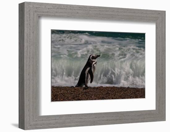 Argentina, Patagonia. Magellanic penguin walks the beach at Peninsula Valdez.-Howie Garber-Framed Photographic Print