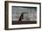 Argentina, Patagonia. Magellanic penguin walks the beach at Peninsula Valdez.-Howie Garber-Framed Photographic Print