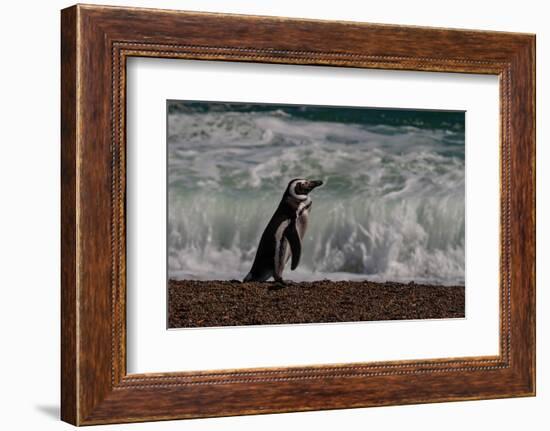 Argentina, Patagonia. Magellanic penguin walks the beach at Peninsula Valdez.-Howie Garber-Framed Photographic Print