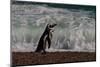 Argentina, Patagonia. Magellanic penguin walks the beach at Peninsula Valdez.-Howie Garber-Mounted Photographic Print