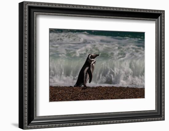 Argentina, Patagonia. Magellanic penguin walks the beach at Peninsula Valdez.-Howie Garber-Framed Photographic Print